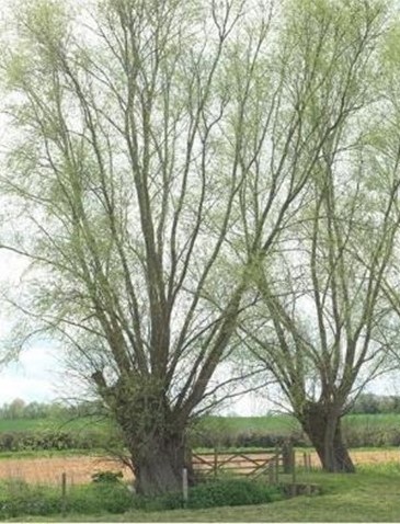 A row of veteran trees being managed as pollards. Credit: ATI recorder