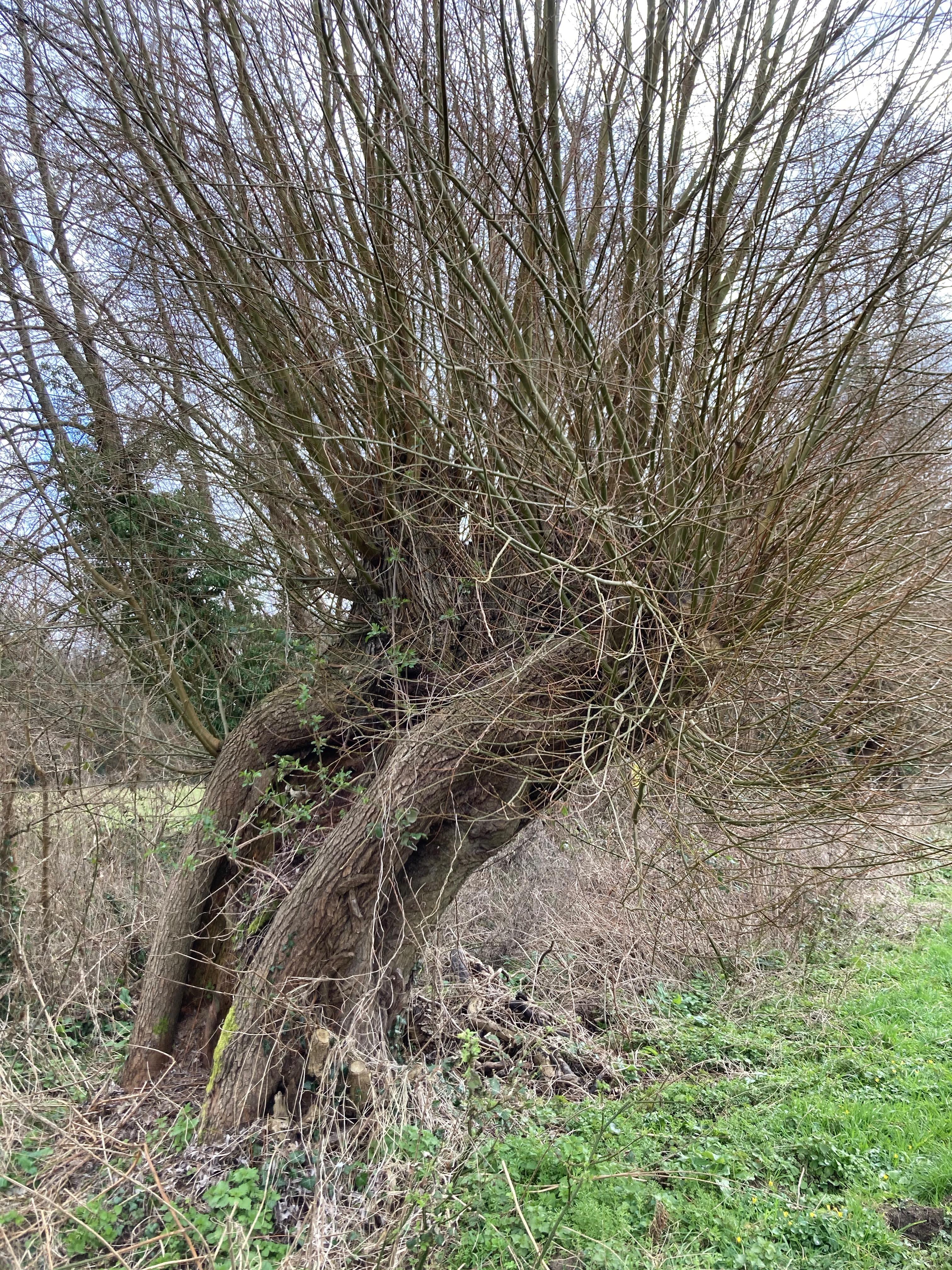 A veteran willow tree still being managed as a pollard. Credit: Aidan Champion