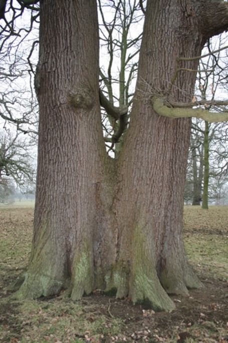 Two trees planted together as part of a 19th century designed landscape. Credit: David Alderman