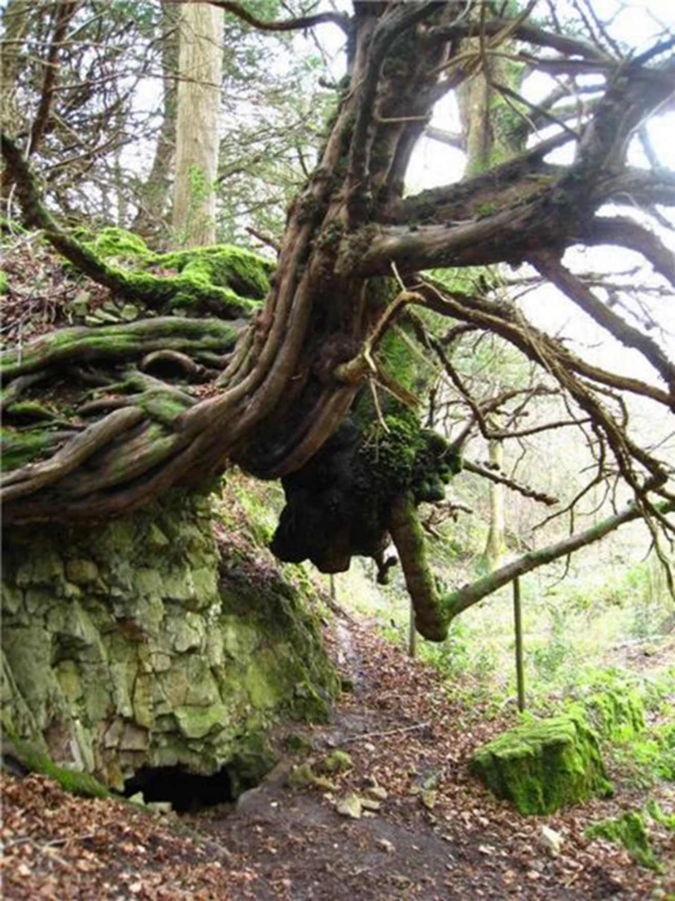 A tree growing from a steep eroded bank. Credit: Vanessa Champion