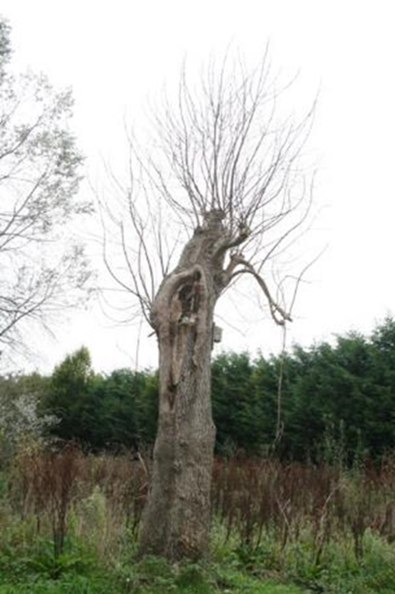This is a maiden tree which is still alive and re-growing, despite appearing as a high stump. Look for surviving branches high in the canopy before recording a a high stump. Credit: David Alderman