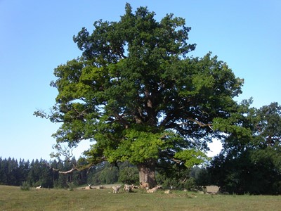 Pedunculate oak