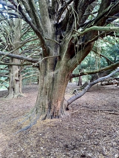 Common yew