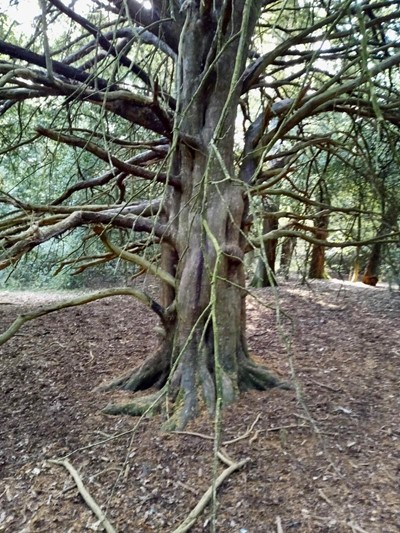 Common yew